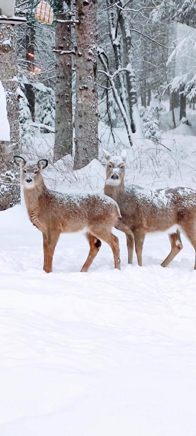 Bed and Breakfast La Tremblante Mont-Tremblant Zewnętrze zdjęcie